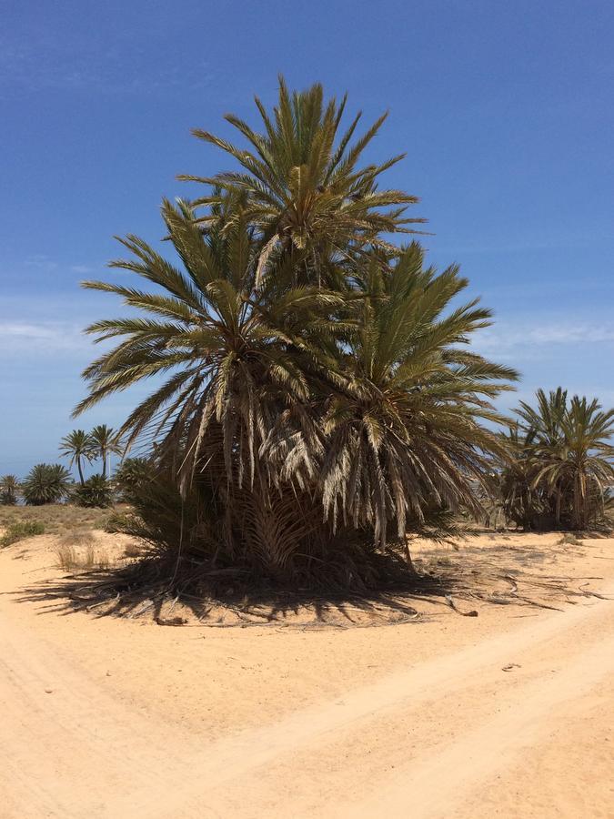 Dar Jasmin Djerba Panzió Temlale Kültér fotó